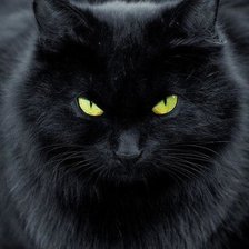 Оригинал схемы вышивки «черный кот» (№2087759)