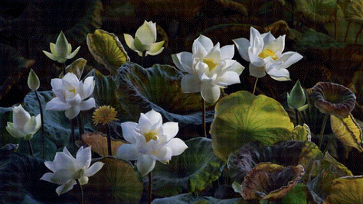 Белые лотосы4 - цветы, белые лотосы - предпросмотр