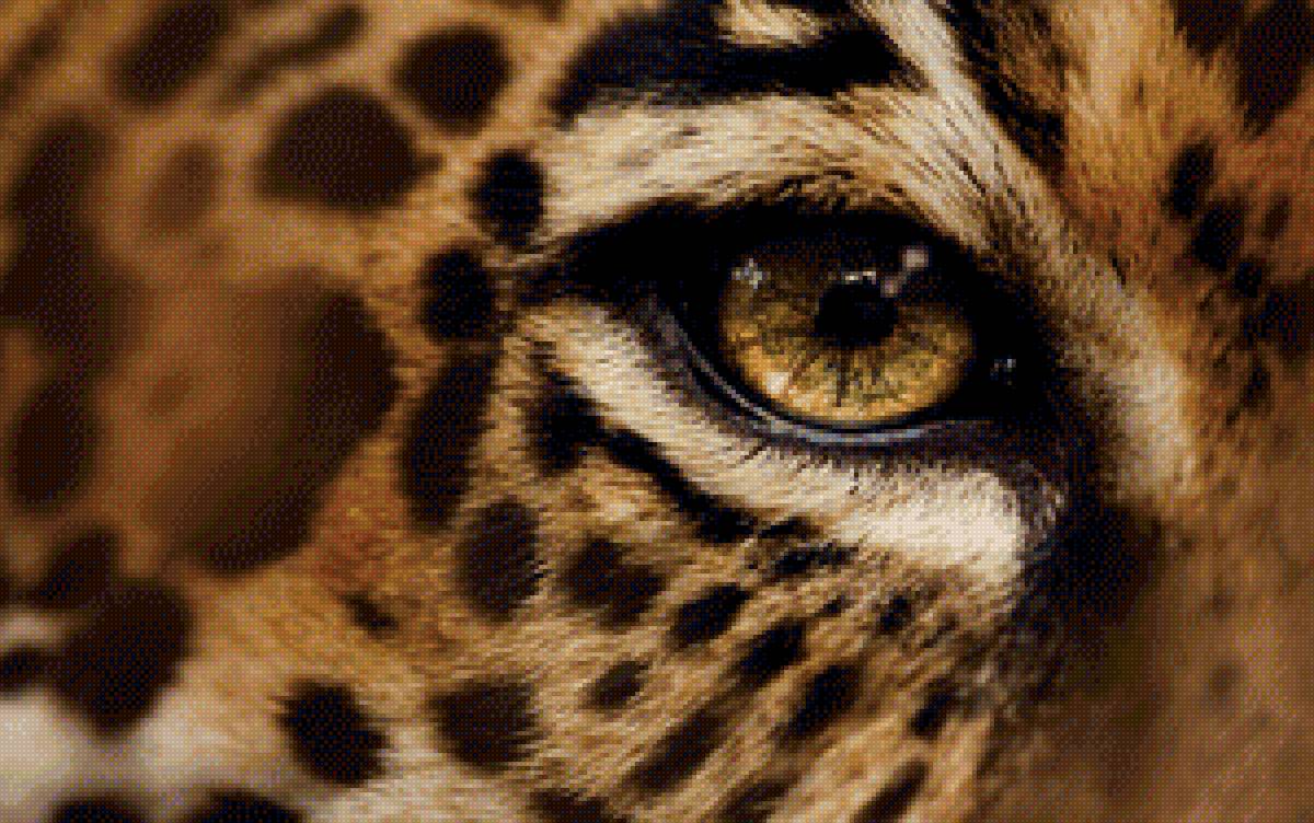 Глаз леопарда - дикие животные, кошки - предпросмотр