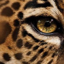 Оригинал схемы вышивки «Глаз леопарда» (№2089448)