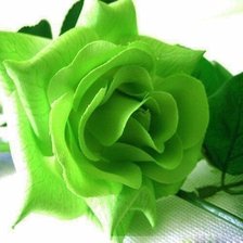 Оригинал схемы вышивки «зеленая роза» (№2092197)