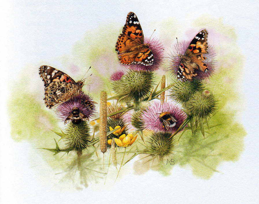 природа - бабочки, шмели, пчелы, растение, чертополох, репей - оригинал