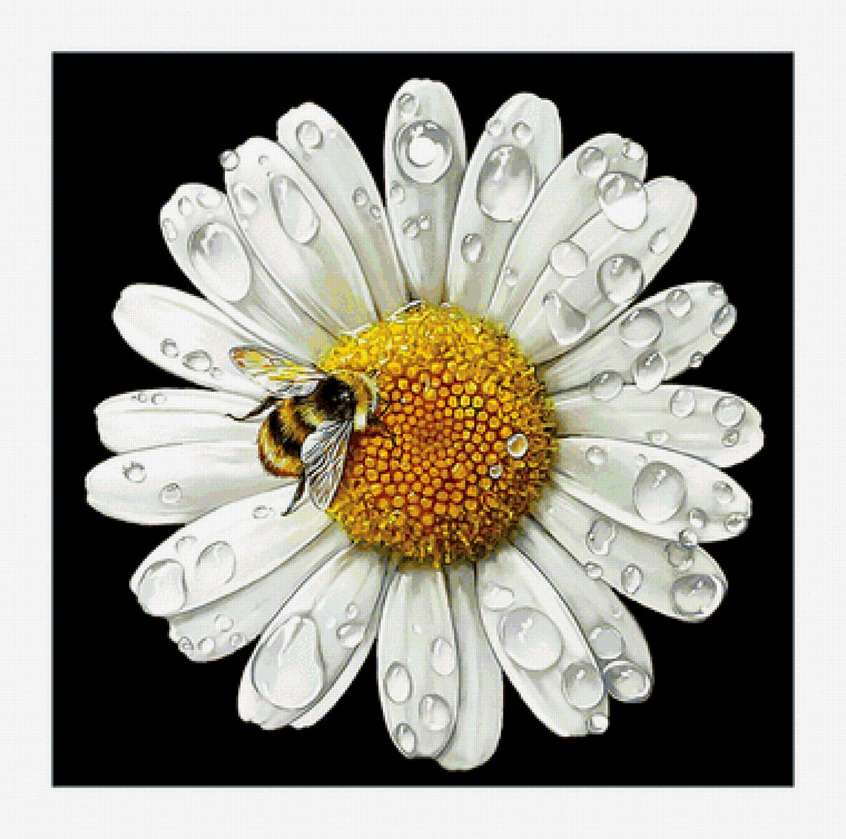 Ромашка и пчела. - цветок, капли, ромашка, роса, пчела - предпросмотр
