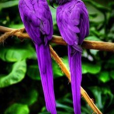 Фиолетовые попугаи