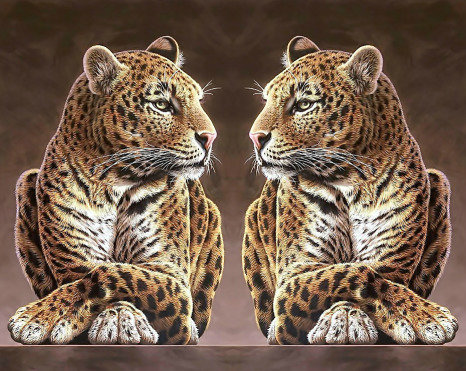 Леопард. - леопард, хищник, животные, взгляд, дикие - оригинал