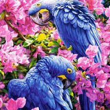 Синие попугаи