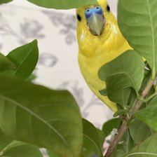 Схема вышивки «Жёлтый волнистый попугай»