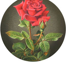 Оригинал схемы вышивки «Роза» (№2113544)