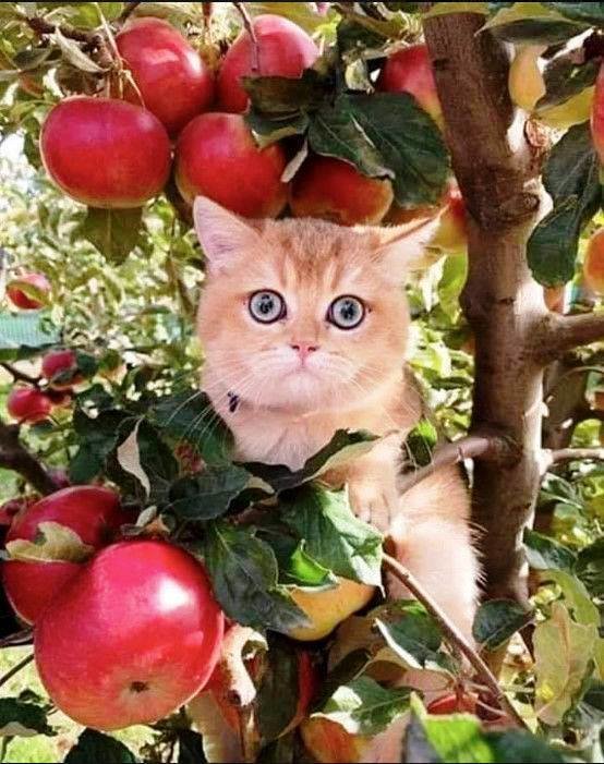 Хитрый кот - сад, яблоки, кот - оригинал