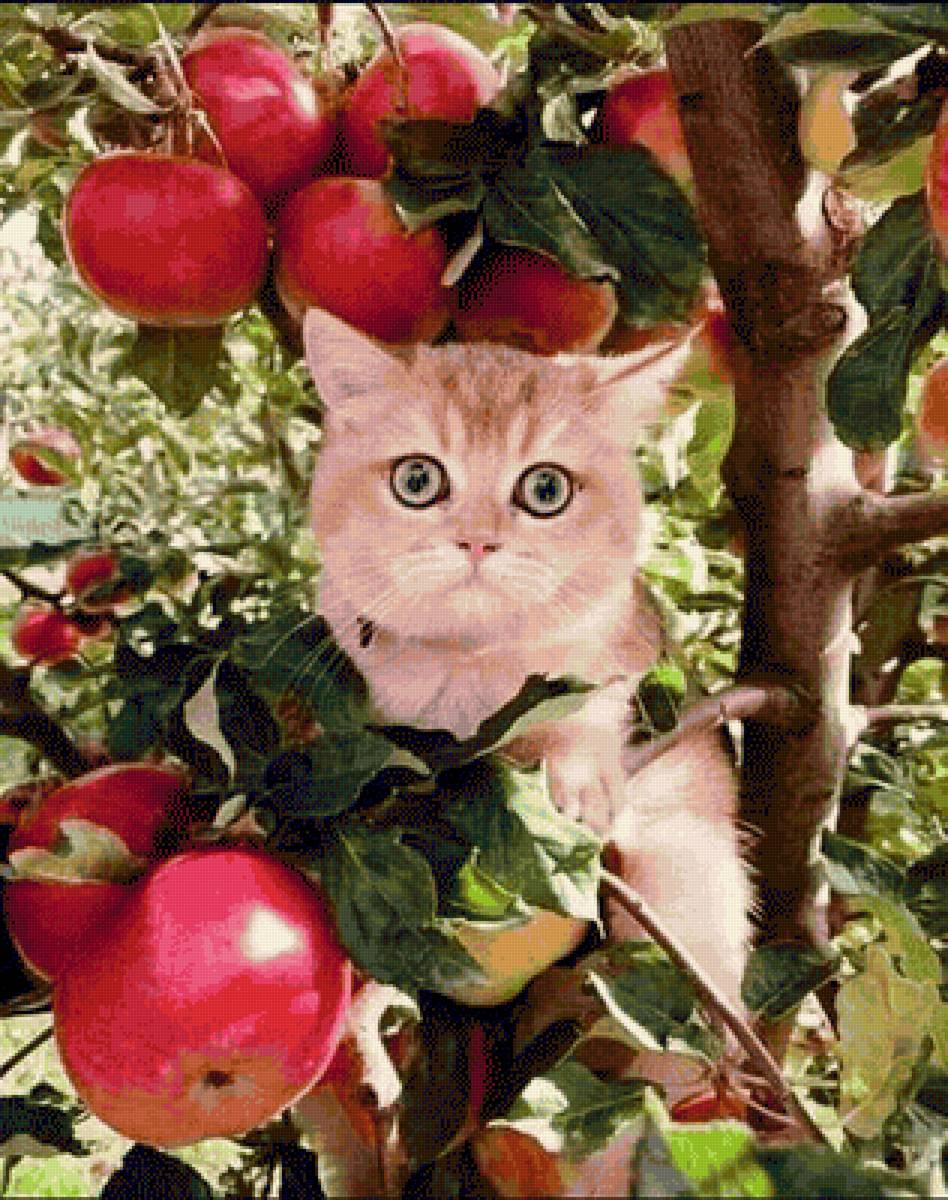 Хитрый кот - кот, яблоки, сад - предпросмотр