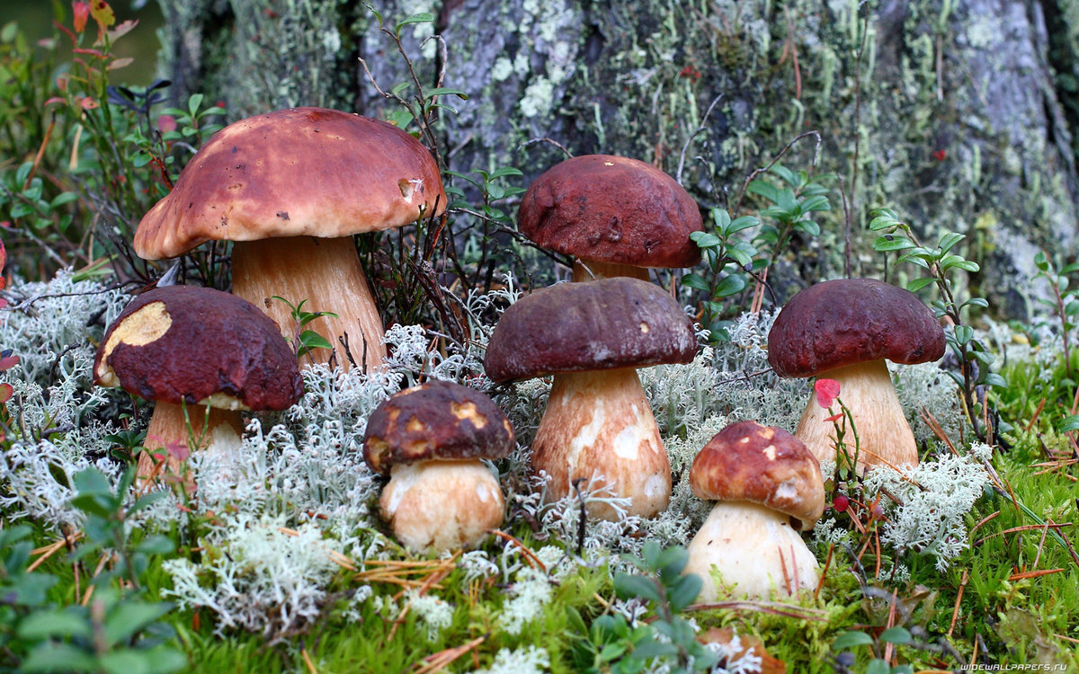 Сезон грибов - грибы, лес - оригинал