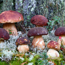 Сезон грибов