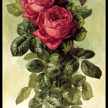 Оригинал схемы вышивки «розы» (№2123452)