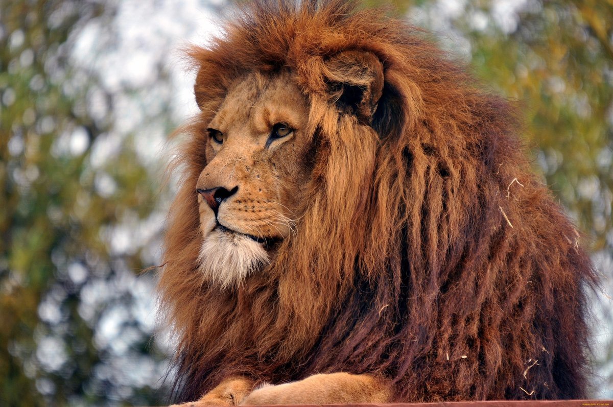 Царь зверей - животные, лев - оригинал