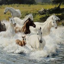 konie w kąpieli