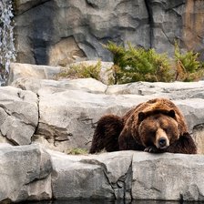 медведь-хозяин