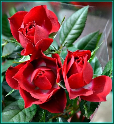 Букет красных роз - букет, розы, цветы - оригинал