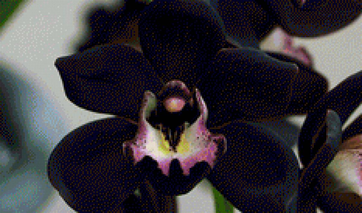 Орхидея 12 - орхидея, цветы - предпросмотр