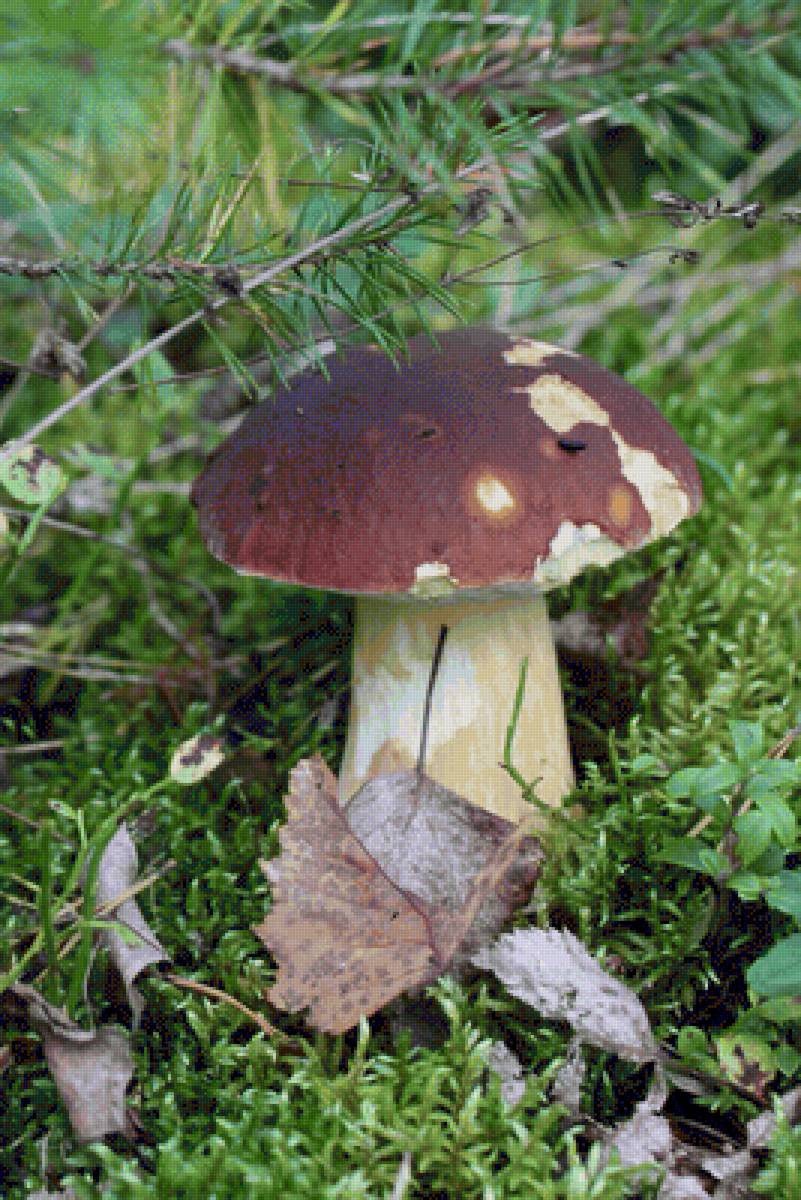 Белый гриб - боровик, грибы - предпросмотр