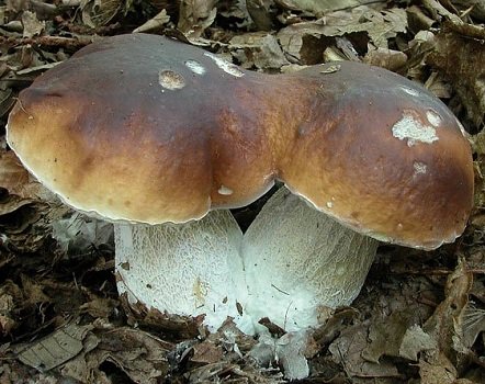 Близнецы - грибы, боровик - оригинал