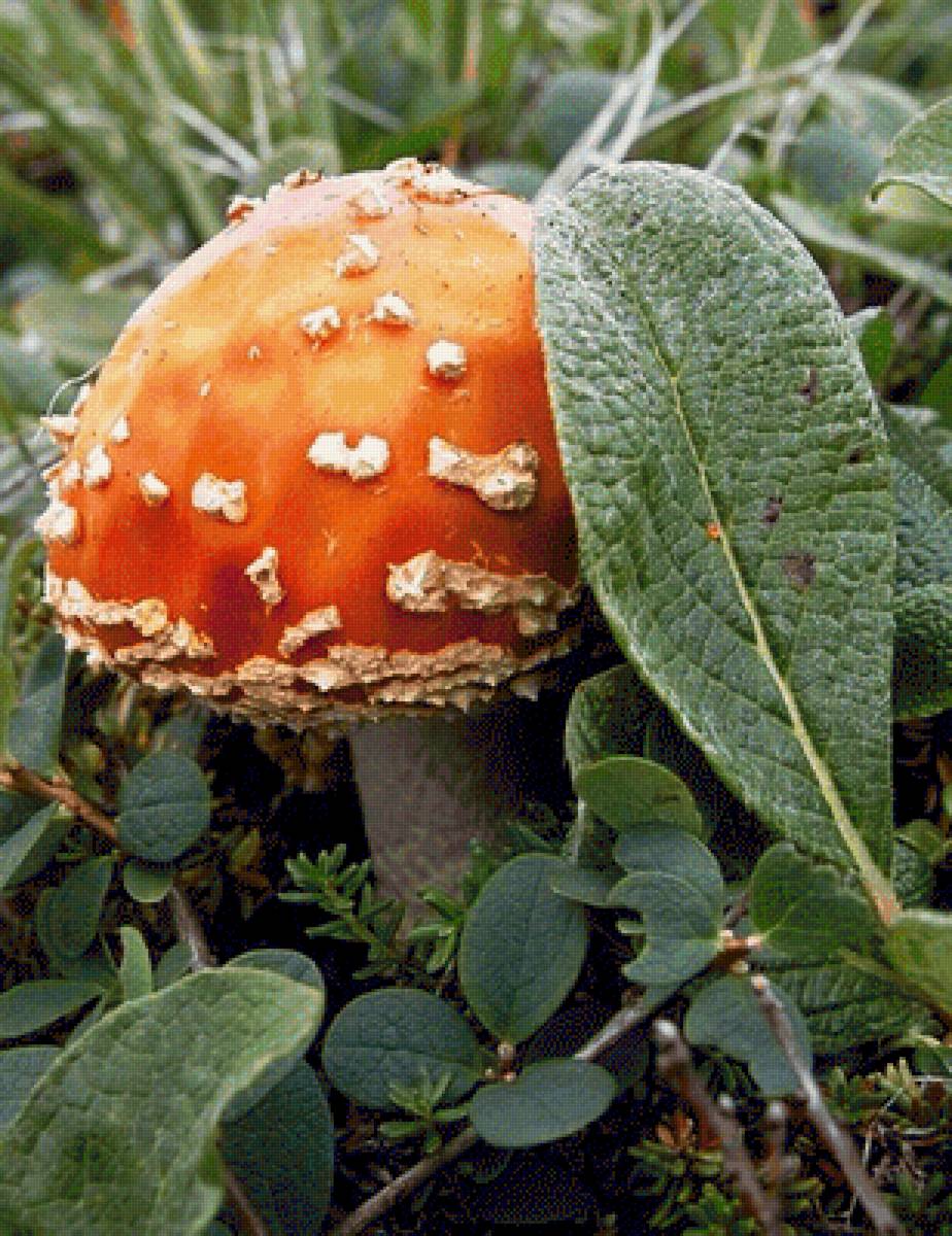 Ядовитый красавец - грибы, мухомор - предпросмотр
