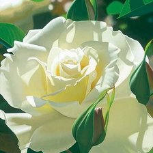Оригинал схемы вышивки «Белая роза» (№2141669)