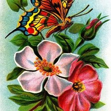 Бабочка на шиповнике