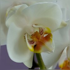 Оригинал схемы вышивки «орхидея» (№2149887)