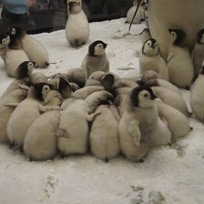 Схема вышивки «Сладкие пингвинчики»