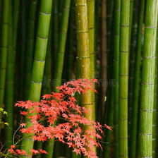 клен и бамбук