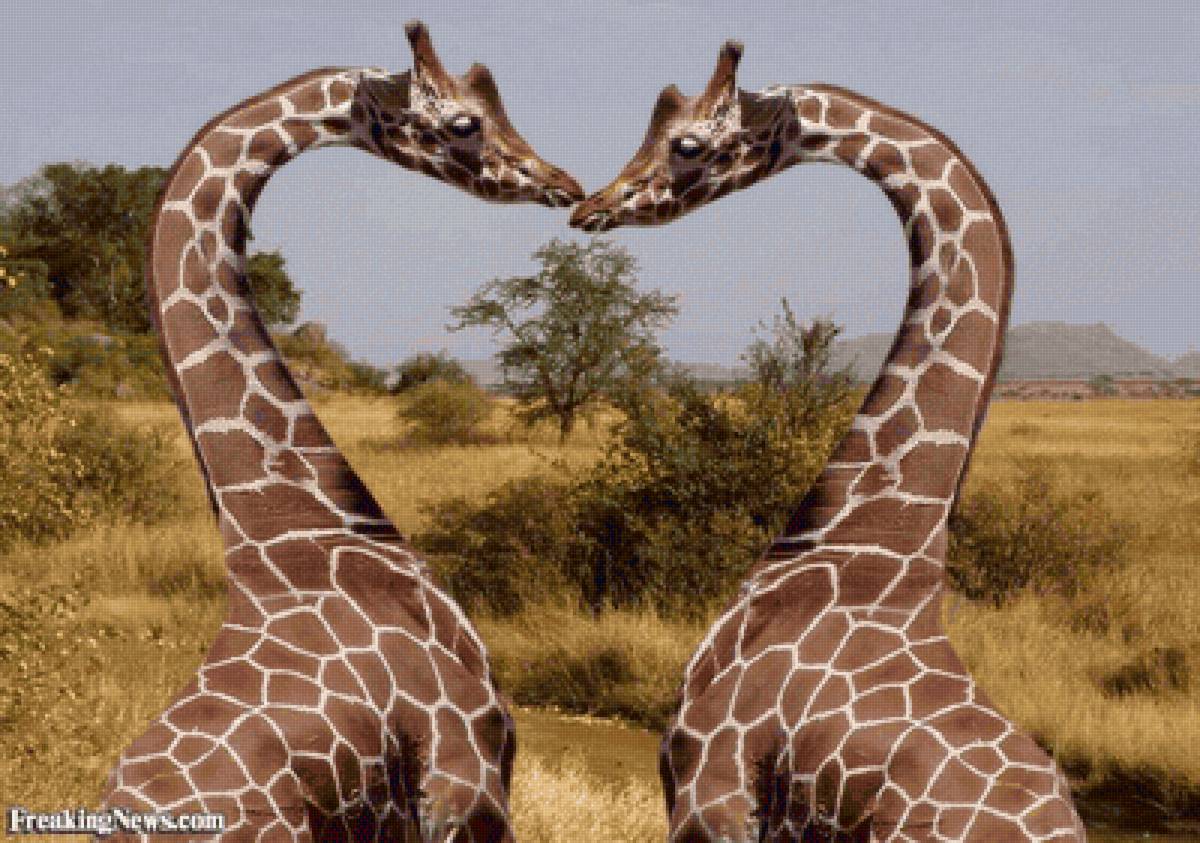 Сердце жирафа фото