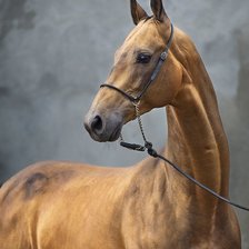 Схема вышивки «Конь»