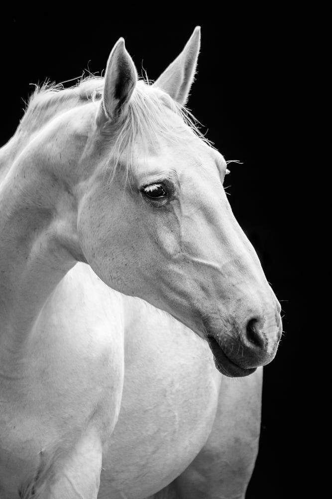 Белый конь - лошадь, конь, монохром, животные - оригинал