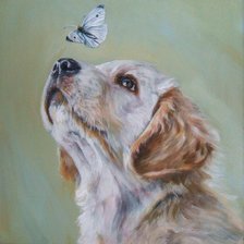 Пес и бабочка