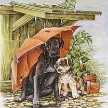 perritos bajo el paraguas