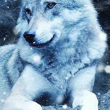 Волк белый