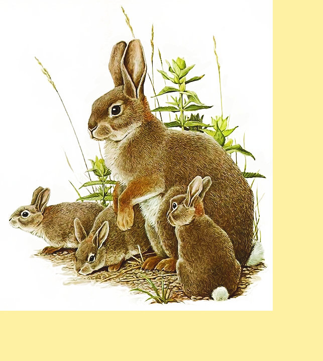 Серия "Зайцы-кролики" - зайцы, животные, кролики - оригинал