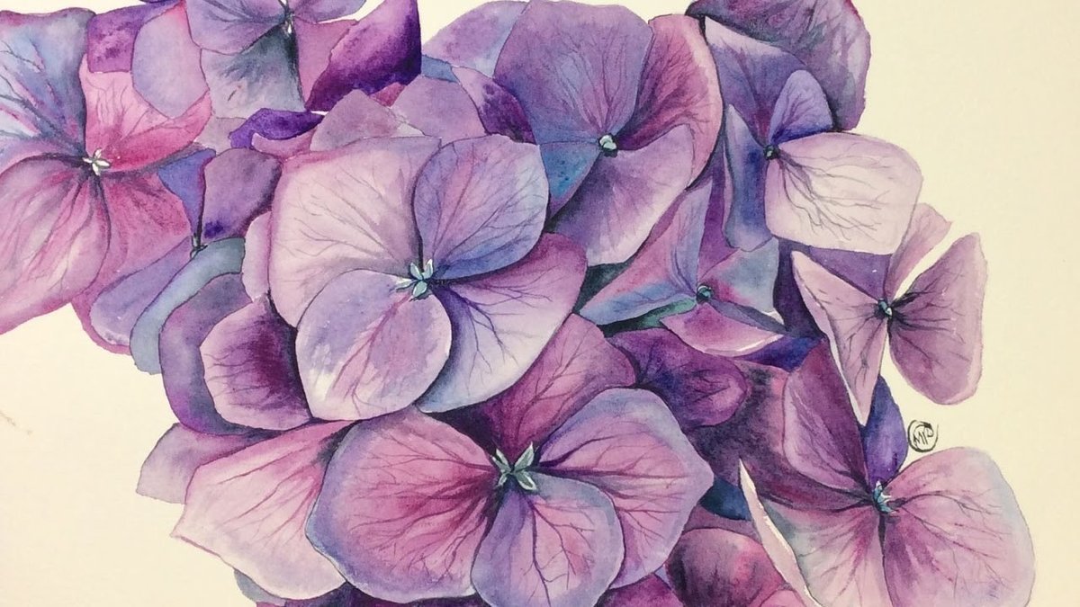 гортензия - фиолетовые цветы, цветы, гортензия, лиловые цветы - оригинал