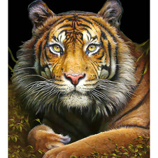 Оригинал схемы вышивки «Тигр.» (№2169235)