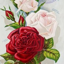 Схема вышивки «Винтажные цветы»