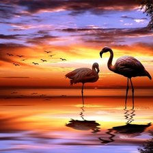 Закат и фламинго