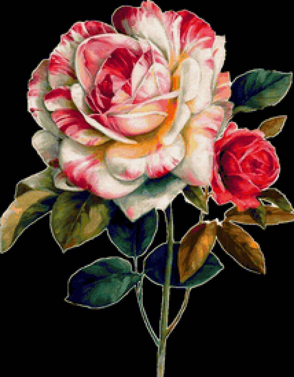 Одинокая роза - роза. цветы, натюрморт, букет - предпросмотр