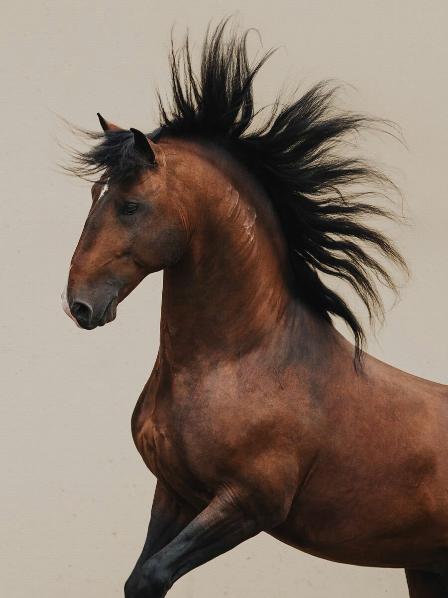 Конь - коричневая лошадь, лошадь, конь - оригинал