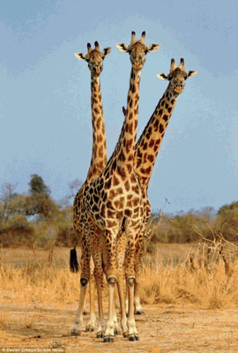 Три жирафа - африка, саванна, жирафы - предпросмотр