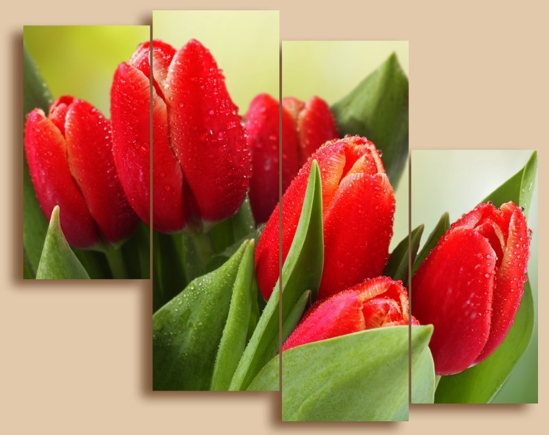 тюльпаны - тюльпан, цветы - оригинал