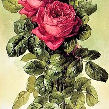 Схема вышивки «vintazh red rose»