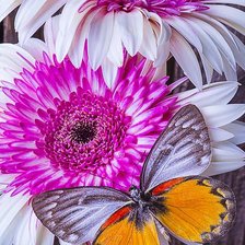 Mariposa,e flores.
