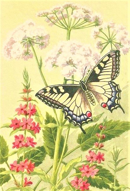 Butterfly - насекомые - оригинал