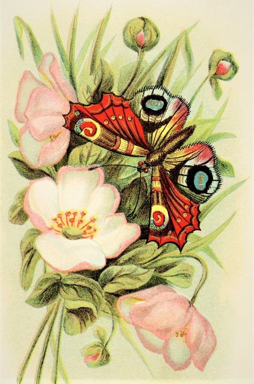 Butterfly and flower - цветы, насекомые, птицы - оригинал