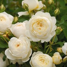 Оригинал схемы вышивки «Белые розы» (№2185472)